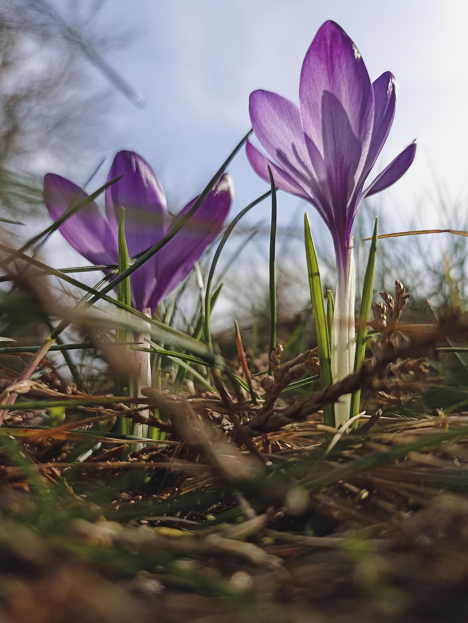 flowers, wild flowers, wiosna, pory roku, seasons, spring, krokusy, natura, nature